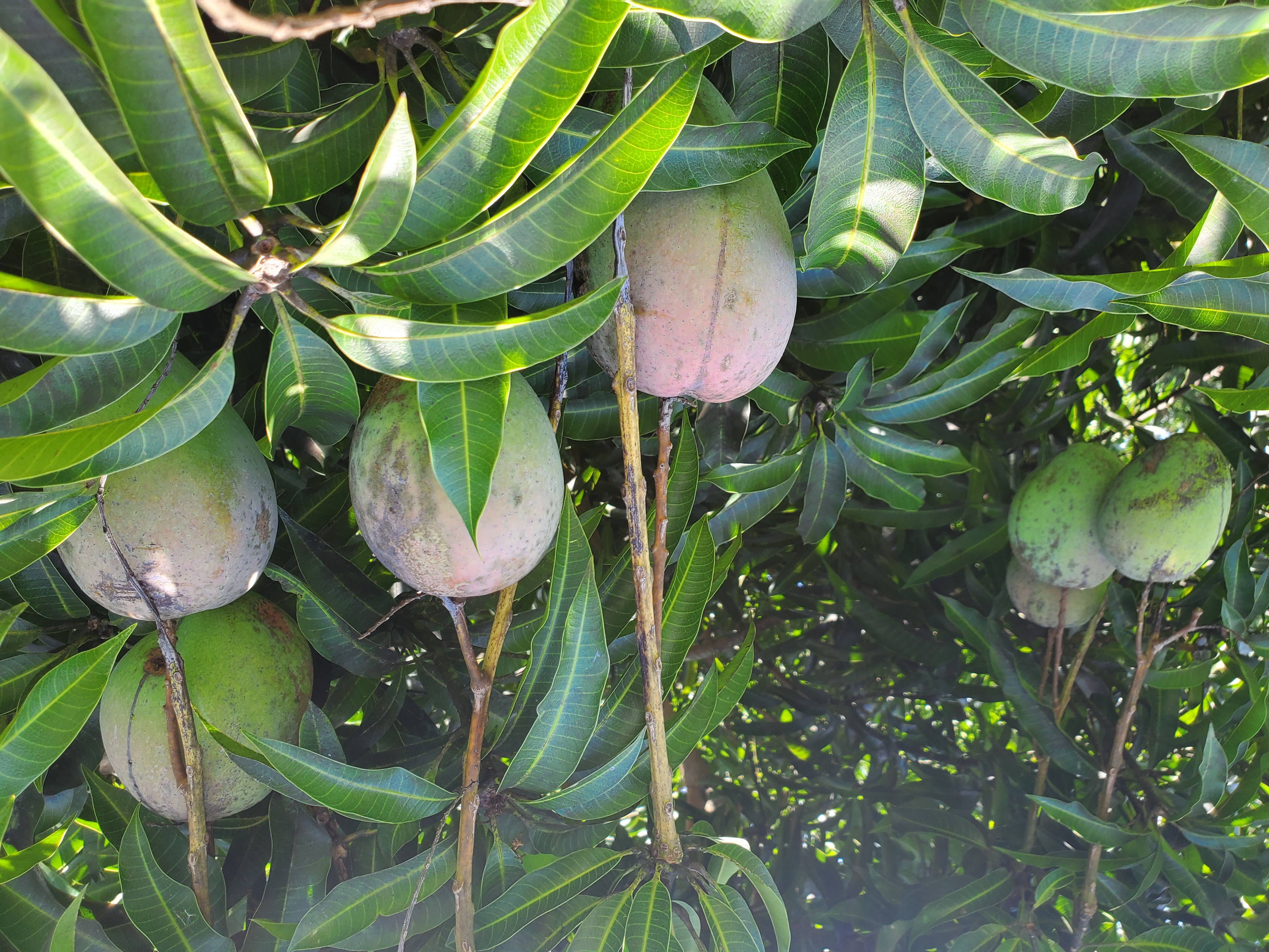 growing mango.