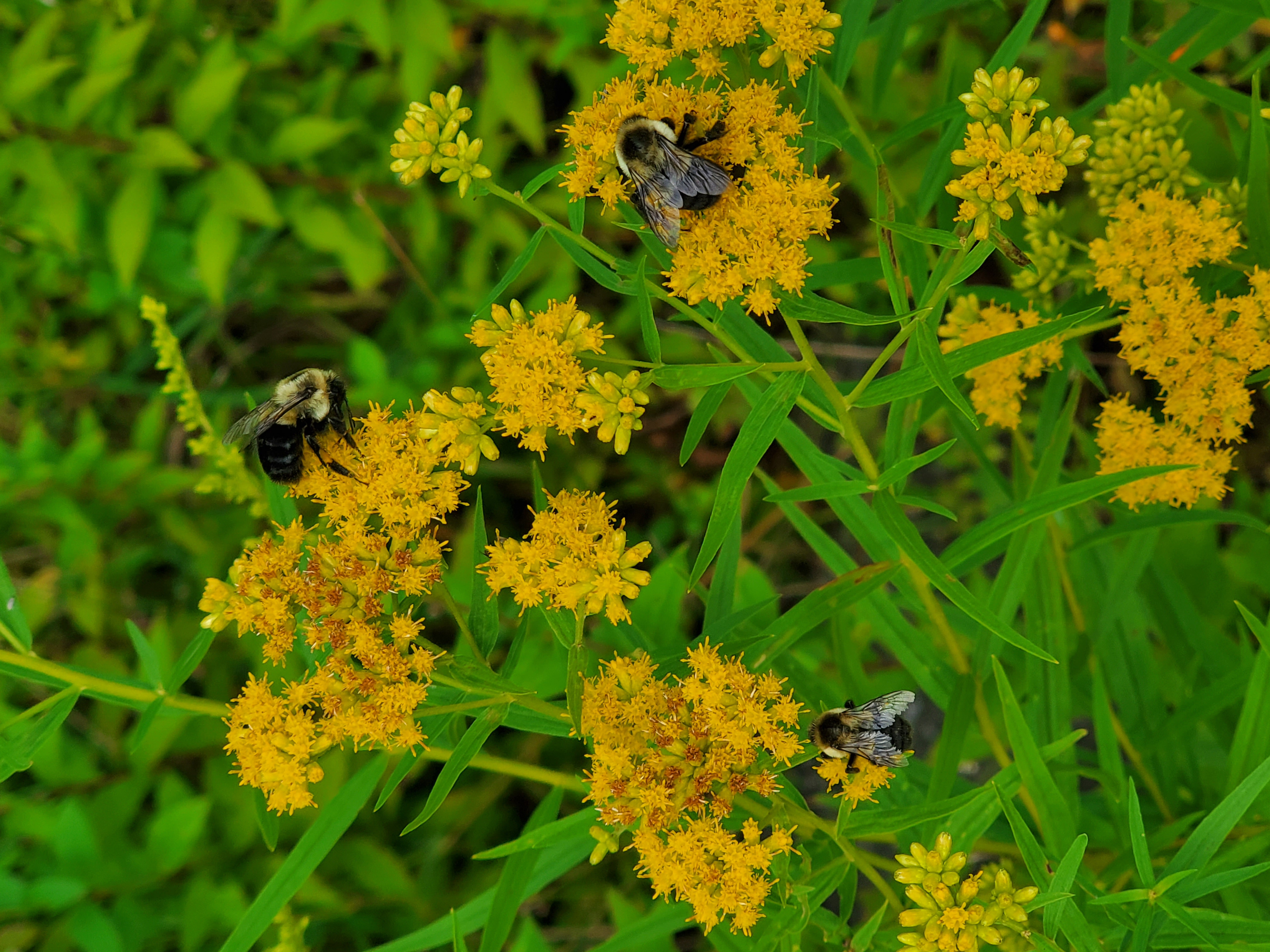 Lake Watawga bees.
